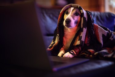 Dog working comfortably from home