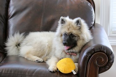 Keeshond with toy indoors