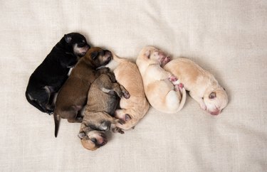 Litter of Newborn Puppies