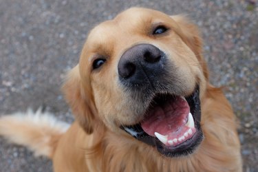 Dog (Golden retriever) having a big smile.