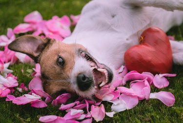dog laying in rose petals in grass with heart next to him