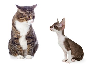 Adult gray cat and kitten Cornish Rex