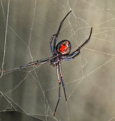 Close-Up Of Black Window Spider On Web