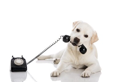 Labrador answering a call on old fashioned rotary phone