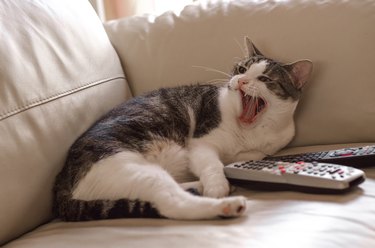 Cat with TV remotes lying on the couch