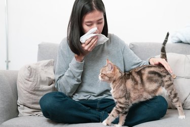 Cat owner and her cat sitting on a sofa. Young Asian woman has a running nose symptom problem because a cat allergy problem.