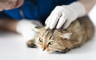 vet doctor cleaning cat's ears in clinic