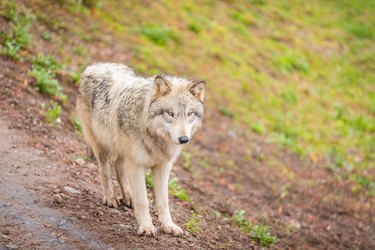 Timberwolf (gray wolf) walking on the trail.