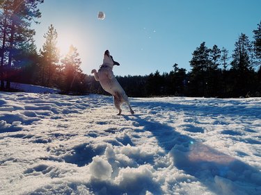 Dog playing with snowball