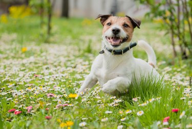 Keep flies off dogs ears cheap naturally