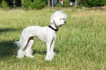 Chinese Crested Dog.