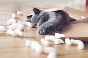 Kitten playing with packing peanuts