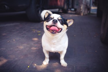 happy little dog smiling in the street