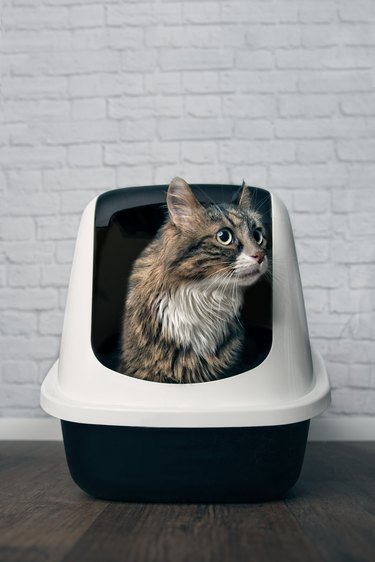 Maine Coon cat sitting in a litter box and looking disinterested sideways.