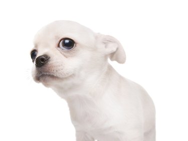 Small puppy dog looking at something. Isolated on white
