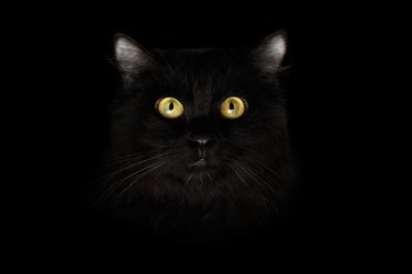 Closeup of a Black Cat's face with yellow eyes in the dark