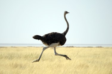 Ostrich running through tall grass on a clear day
