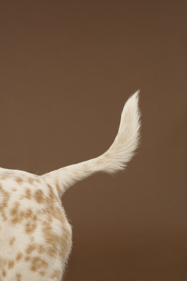 Spotted mixed breed terrier tail