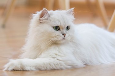 White Persian cats