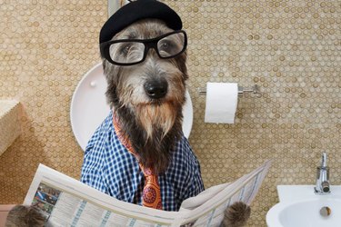 Irish wolfhound dog in a toilet