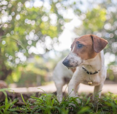 Little playful Jack Russell Terrier dog playing in garden in morning