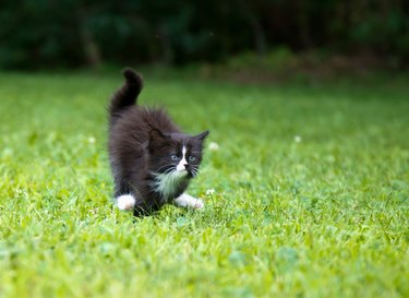 Running Kitten
