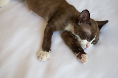 Brown chocolate kitten cat is sleeping on white bed sheet for relaxation concept