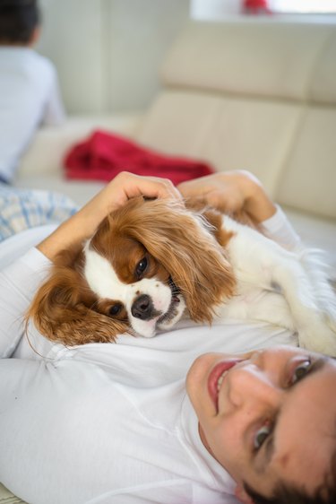 Man having a good time with dog at sofa in the morning. The cavalier king Charles Spaniel playing at home