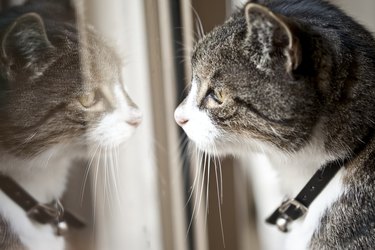 Cat looking out glass window