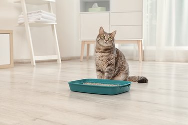 Grey cat sitting next to blue litter box indoors