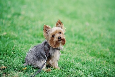 is a yorkie a smart dog