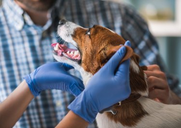 Closeup of a brown and white dog at the veterinarian
