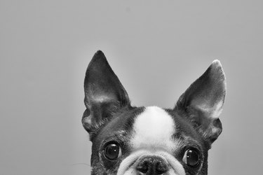 Black and white photo of top half of Boston terrier face