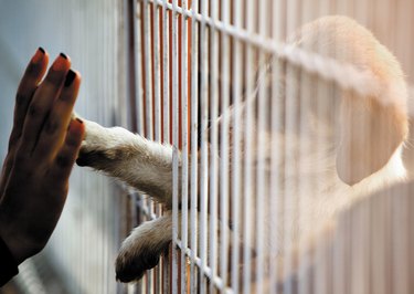 woman touching puppy's paw through bars