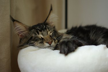 Maine coon cat sleeping on white pillow