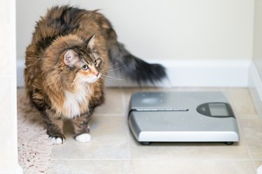 Calico maine coon cat standing looking up in bathroom room in house by weight scale, overweight obese feline