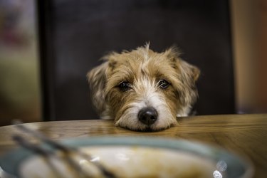 Dog Begging At Table