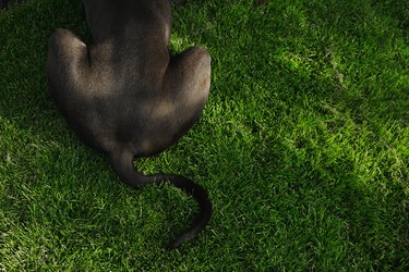 Big black dog tail on grass