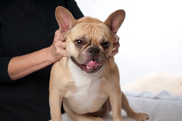 French bulldog getting a massage