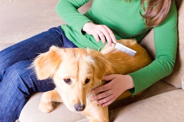 Girl combing her dog