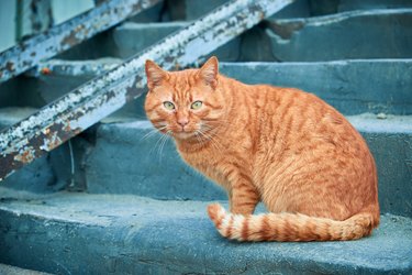 Red street cat sitting on concrete staircase