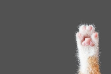 cute cat paw on dark gray background