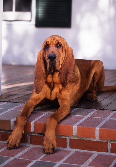 Bloodhound Resting on Porch