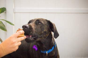 Woman feeding a cupcake to a labrador dog, United States