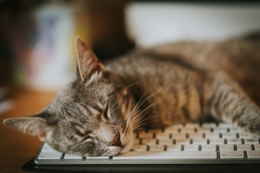 Cat sleeping, resting on computer keyboard.