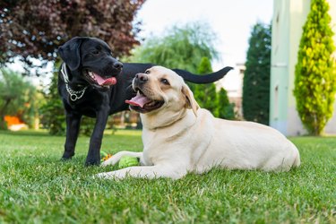 Black and white labradors