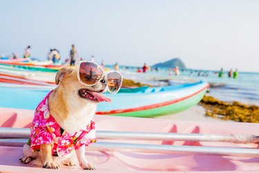 Dog on the beach wearing a shirt and sunglasses