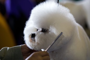 Canine Champions Compete In The Westminster Dog Show