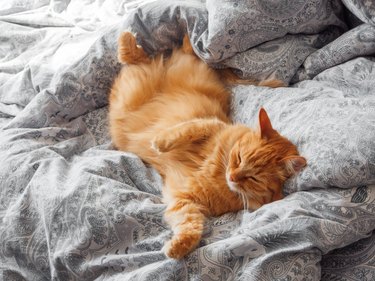 Cute ginger cat lying in bed. Morning bedtime in cozy home. Fluffy pet dozing on blanket.