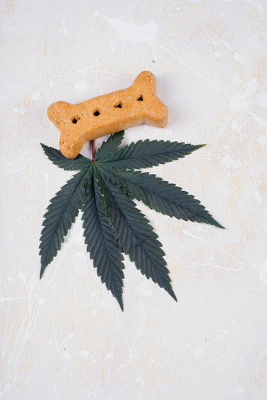 Dog treat and cannabis leaf- medical marijuana for pets